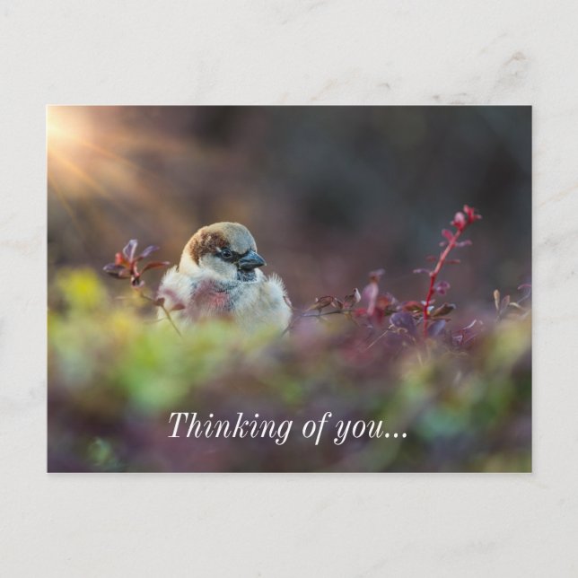 Sunlight Bathing Finch Thinking Of You Postcard (Front)