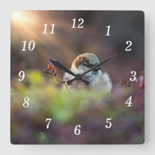 Sunlight Bathing Finch Wall Clock