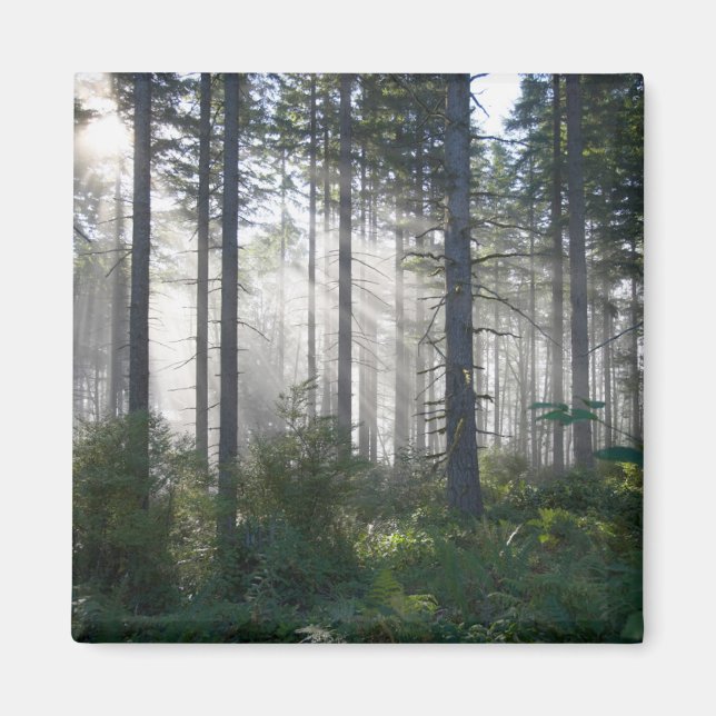 Sunlight Breaking Through a Misty Forest Magnet (Front)