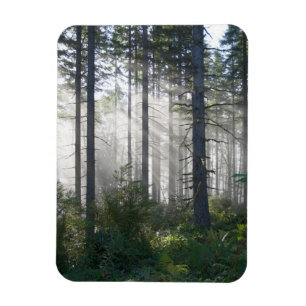 Sunlight Breaking Through a Misty Forest Magnet