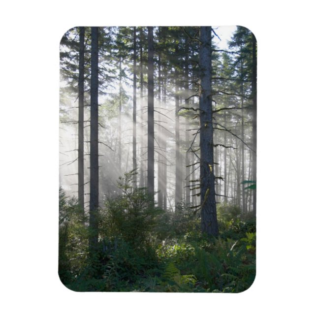 Sunlight Breaking Through a Misty Forest Magnet (Vertical)