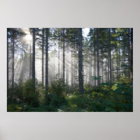 Sunlight Breaking Through a Misty Forest