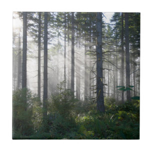 Sunlight Breaking Through a Misty Forest Tile