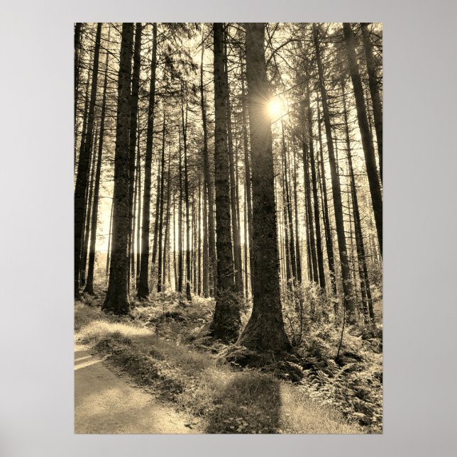 Sunlight coming through Forest Trees Poster (Front)
