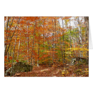 Sunlight Dappled Fall Trail at Laurel Hill Park