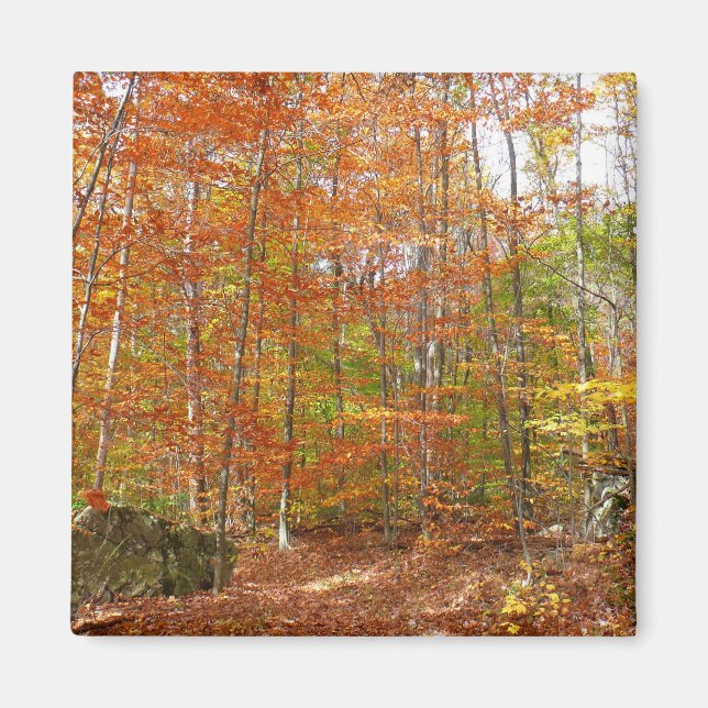 Sunlight Dappled Fall Trail at Laurel Hill Park Magnet (Front)