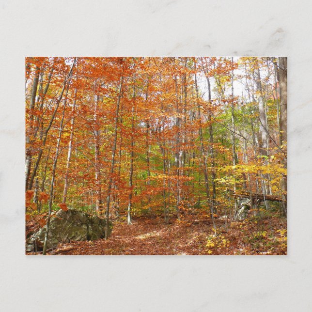 Sunlight Dappled Fall Trail at Laurel Hill Park Postcard (Front)