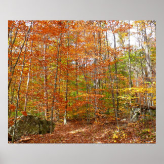 Sunlight Dappled Fall Trail at Laurel Hill Park Poster