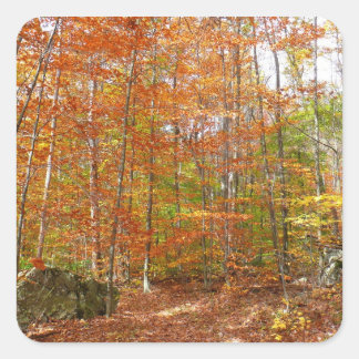 Sunlight Dappled Fall Trail at Laurel Hill Park Square Sticker