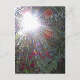 Sunlight Garden Postcard