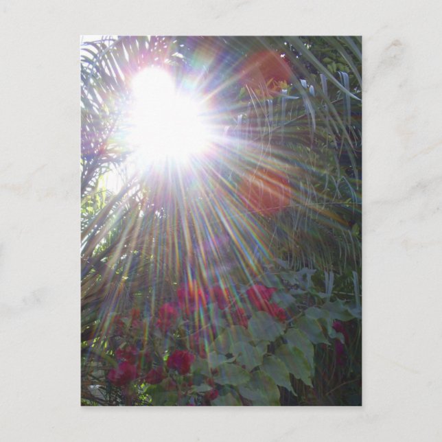 Sunlight Garden Postcard (Front)