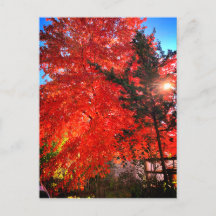 Sunlight in Fall
