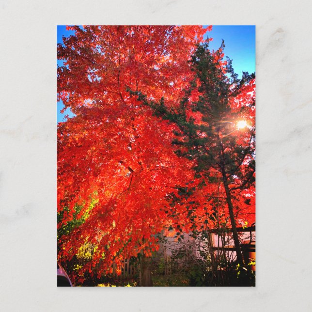 Sunlight in Fall  Postcard (Front)
