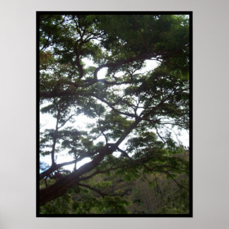 Sunlight in the Trees Poster