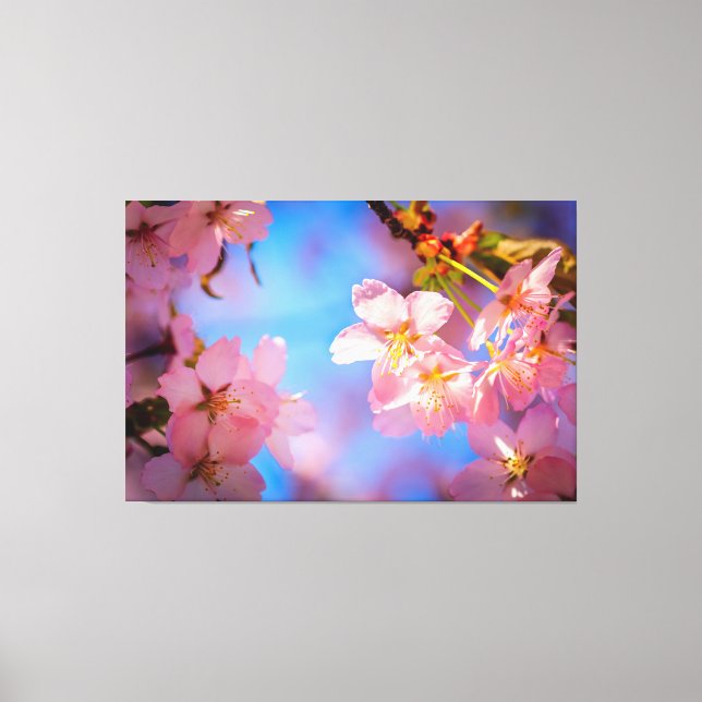 Sunlight On Sakura Flowers Canvas Print (Front)