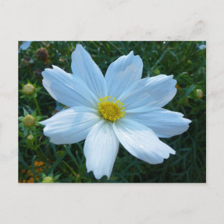 Sunlight on White Cosmos Floral Postcard