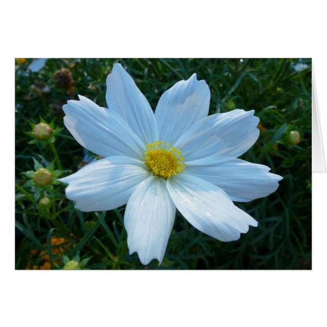 Sunlight on White Cosmos Flower Floral (Front Horizontal)