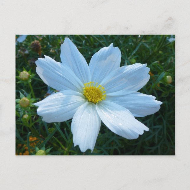 Sunlight on White Cosmos Flower Floral Postcard (Front)
