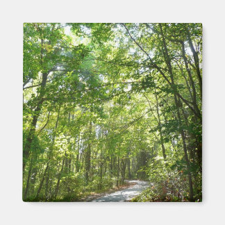 Sunlight on Wooded Path at Centennial Park Magnet
