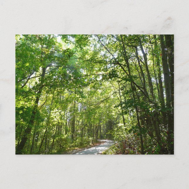 Sunlight on Wooded Path at Centennial Park Postcard (Front)