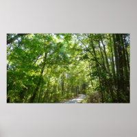 Sunlight on Wooded Path at Centennial Park