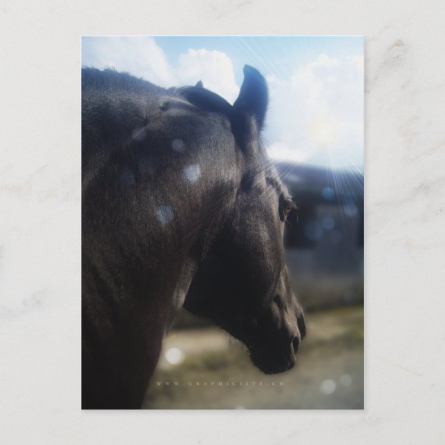 Sunlight - Postcard (Front)