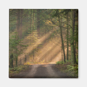 Sunlight Shining Through a Forest Magnet