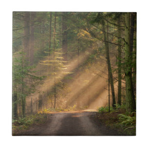 Sunlight Shining Through a Forest Tile