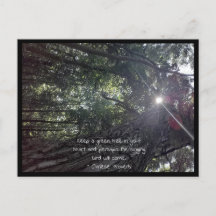 Sunlight Though a Tree Photo Art & Chinese Proverb