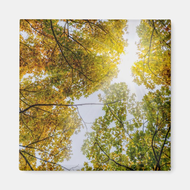 Sunlight Through Autumn Sugar Maples Magnet (Front)