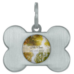 Sunlight Through Autumn Sugar Maples Pet ID Tag