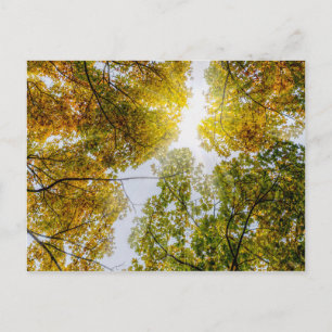 Sunlight Through Autumn Sugar Maples Postcard
