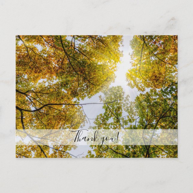 Sunlight Through Autumn Sugar Maples Thank you Postcard (Front)