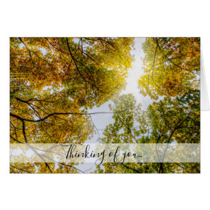 Sunlight Through Autumn Sugar Maples Thinking Card