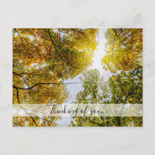 Sunlight Through Autumn Sugar Maples Thinking Of U Postcard