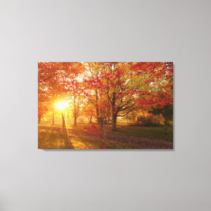 Sunlight through fall red maple trees canvas print