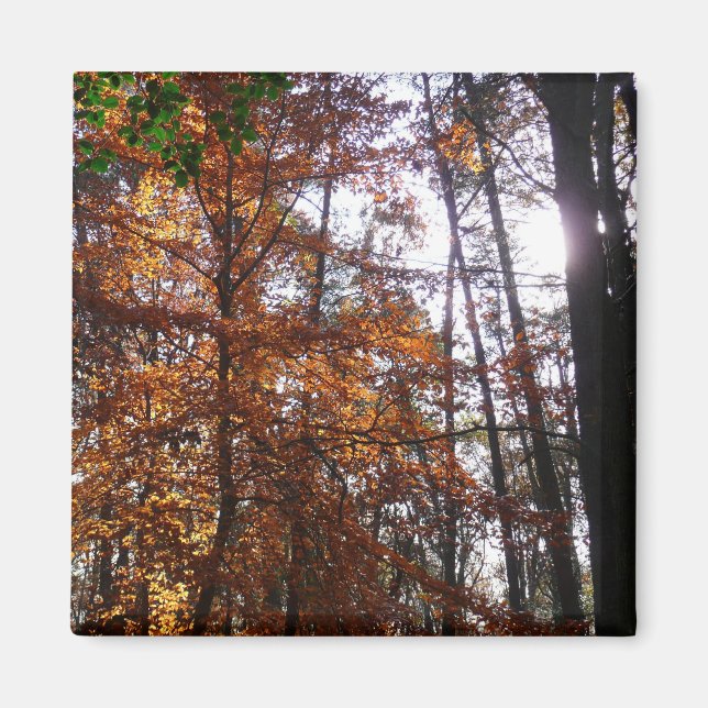 Sunlight Through Fall Tree at Greenbelt Magnet (Front)