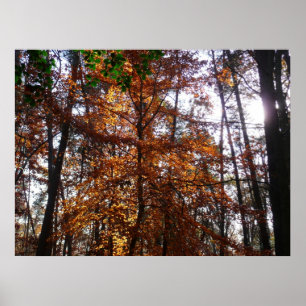 Sunlight through Fall Tree at Greenbelt Park Poster