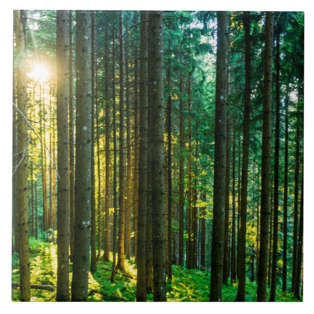 Sunlight Through Forest Trees Tile (Front)