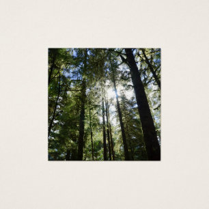 Sunlight Through Pine Trees