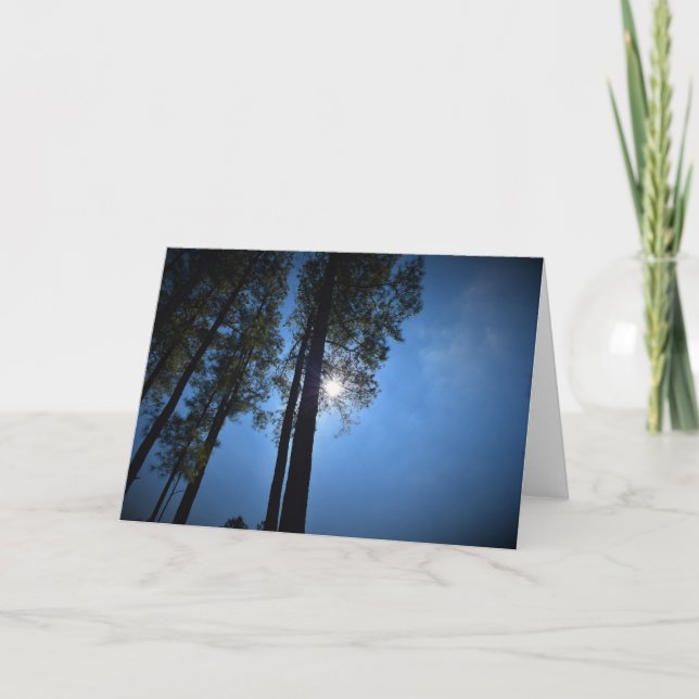 Sunlight Through Pine Trees, card (Front)