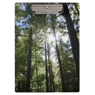Sunlight Through Pine Trees Clipboard