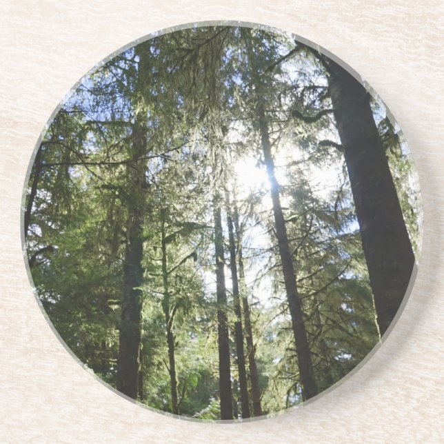 Sunlight Through Pine Trees Coaster (Front)