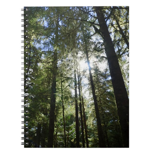 Sunlight Through Pine Trees Notebook (Front)