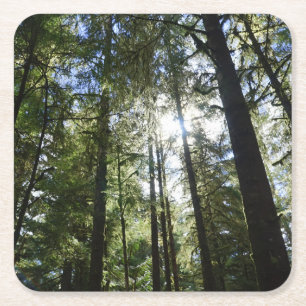 Sunlight Through Pine Trees Square Paper Coaster