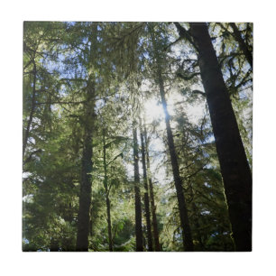 Sunlight Through Pine Trees Tile