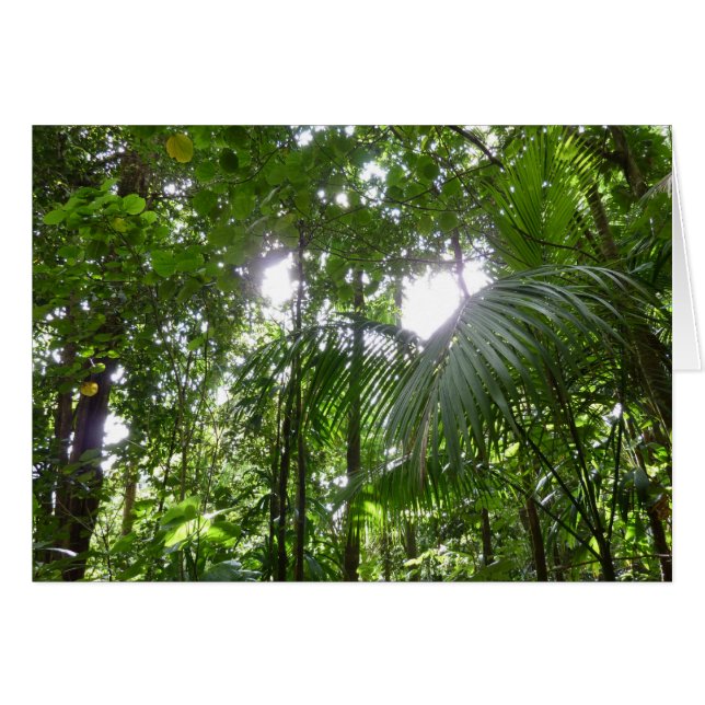 Sunlight Through Rainforest Canopy Tropical Green (Front Horizontal)