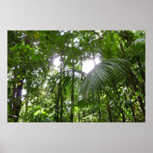 Sunlight Through Rainforest Canopy Tropical Green Poster