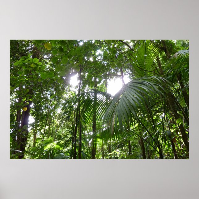 Sunlight Through Rainforest Canopy Tropical Green Poster (Front)