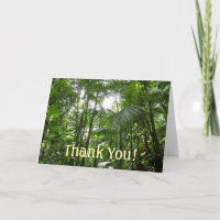 Sunlight Through Rainforest Canopy Tropical Green
